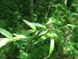 Phyllostachys pubescens. Молодой побег. Абхазия. г. Сухум, ботанический сад. 24 июля 2008 г.