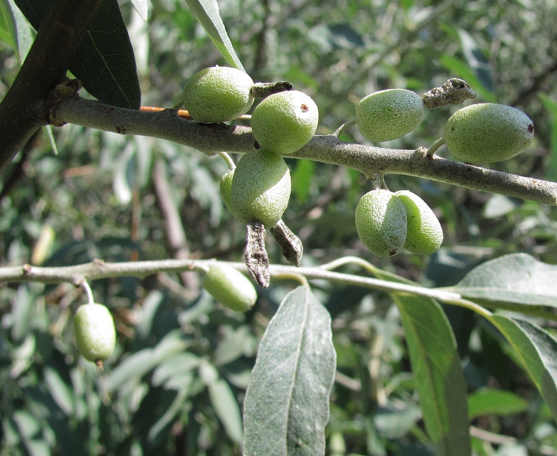 Image of Elaeagnus angustifolia specimen.