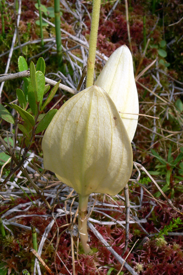 Изображение особи Listera ovata.