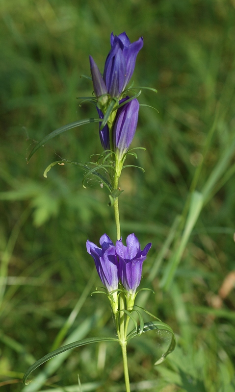 Изображение особи Gentiana pneumonanthe.