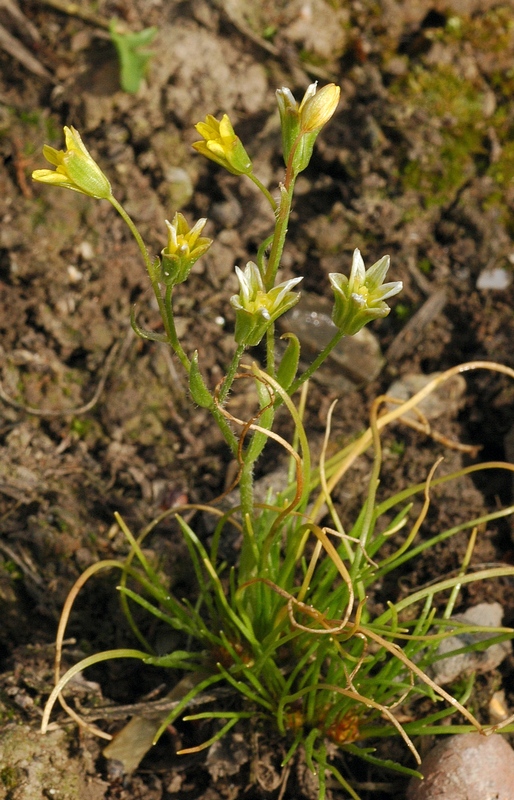 Image of Gagea tenera specimen.