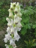 Aconitum septentrionale
