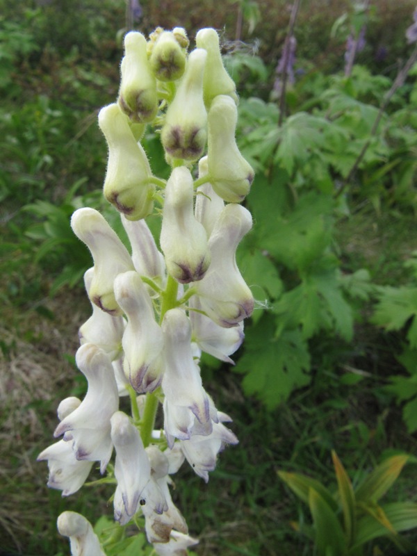 Изображение особи Aconitum septentrionale.