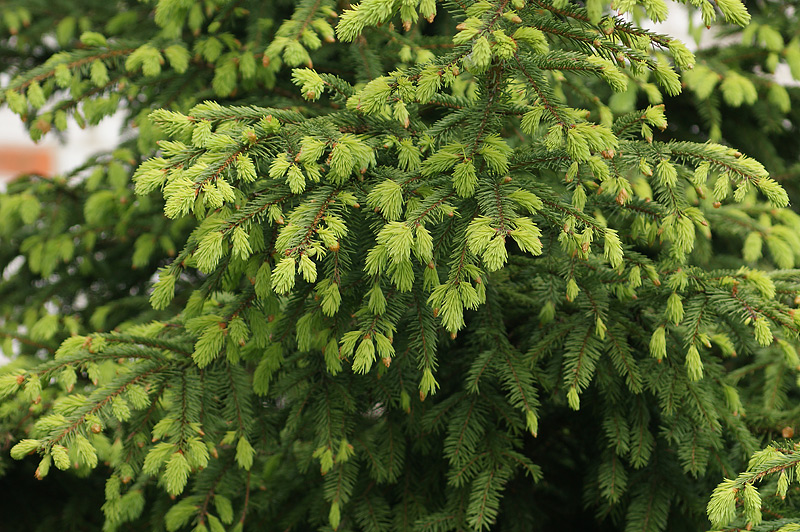 Image of Picea abies specimen.