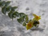 Linaria cretacea