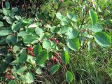 genus Amelanchier. Ветви с соплодиями. Ярославская обл., Переславский р-н, окр. с. Копнино, пойма р. Нерль. 08.07.2011.