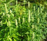 Agastache rugosa
