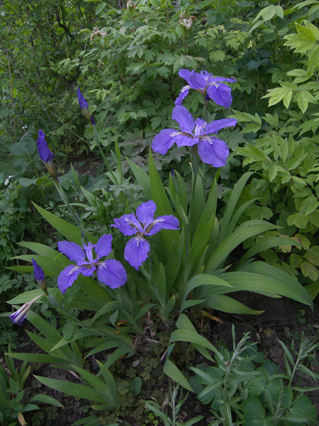 Изображение особи Iris tectorum.