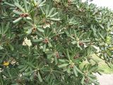 Pittosporum tobira. Часть кроны плодоносящего куста. Израиль, Тель-Авив, в уличном озеленении. 17.03.2008.