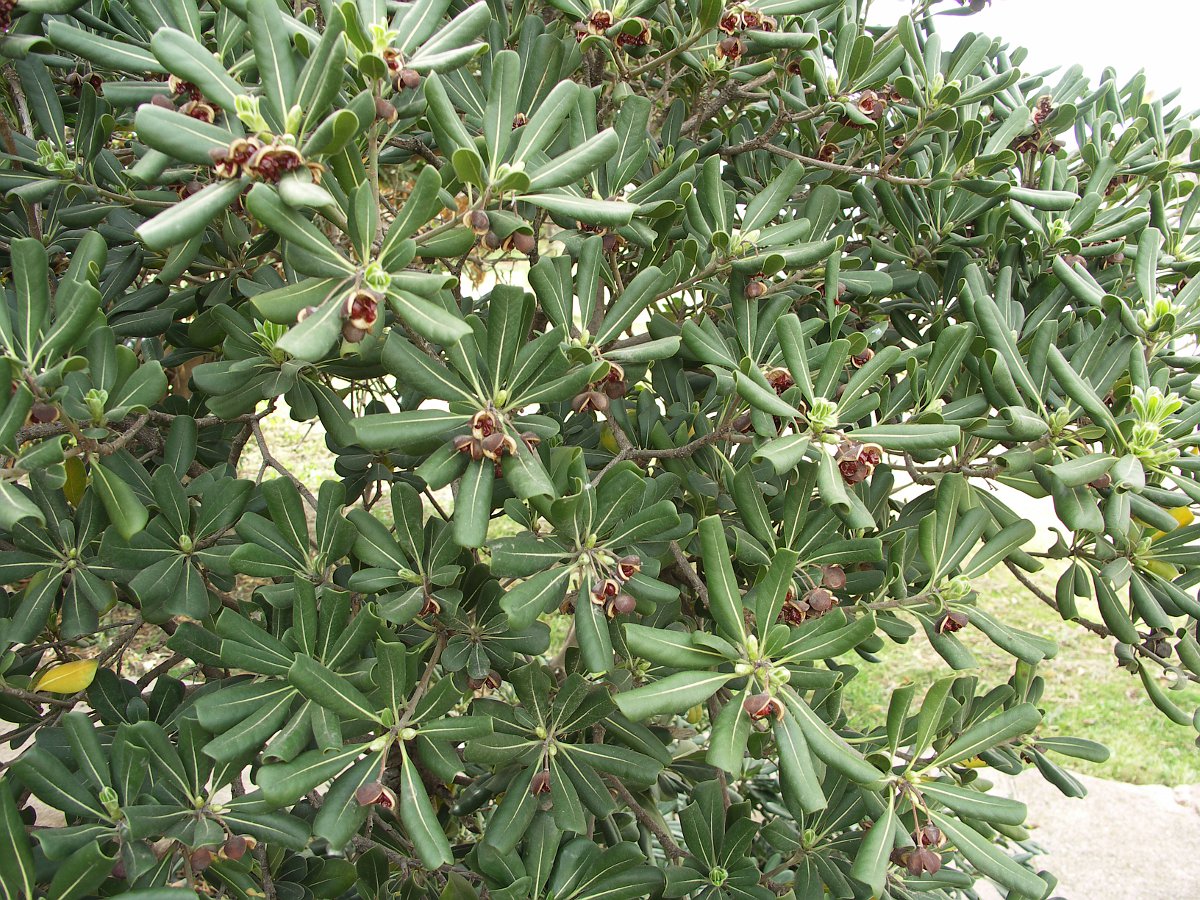 Image of Pittosporum tobira specimen.