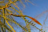 Parkinsonia aculeata