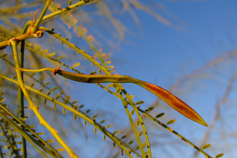 Изображение особи Parkinsonia aculeata.