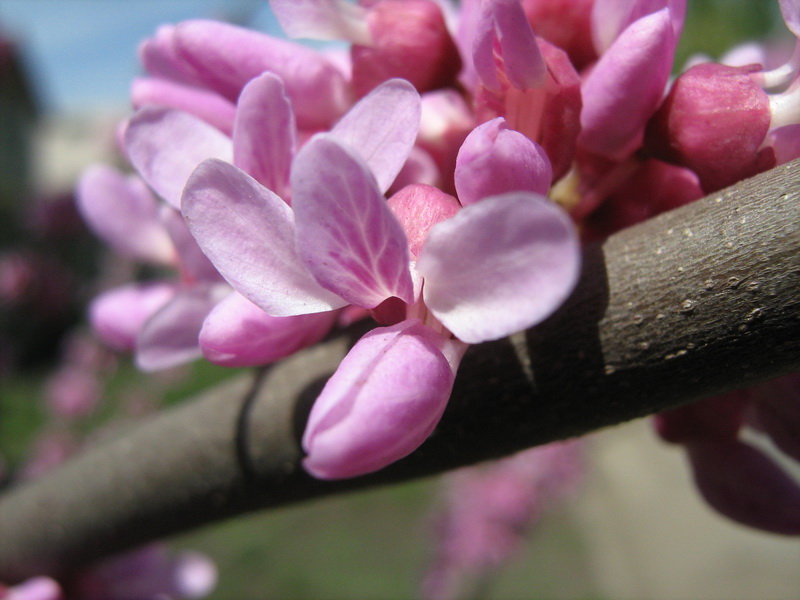 Изображение особи Cercis siliquastrum.