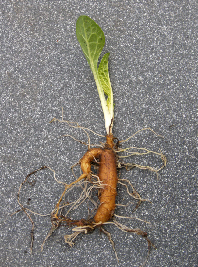 Image of Mandragora turcomanica specimen.