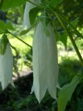 Campanula punctata