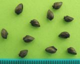 Symphytum officinale