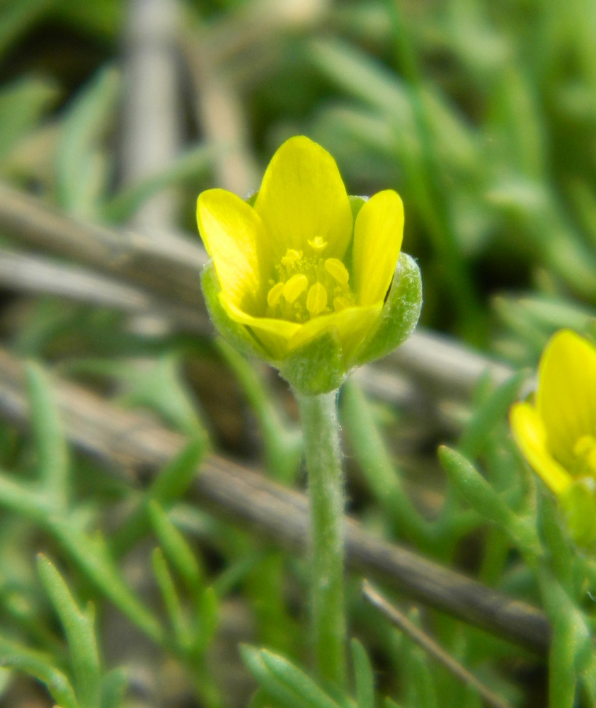 Изображение особи Ceratocephala orthoceras.