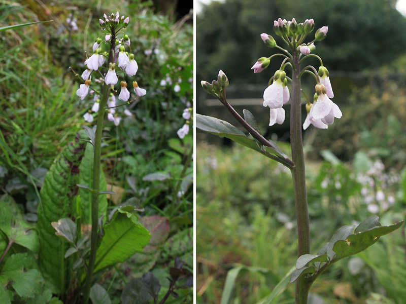 Image of Cardamine tenera specimen.