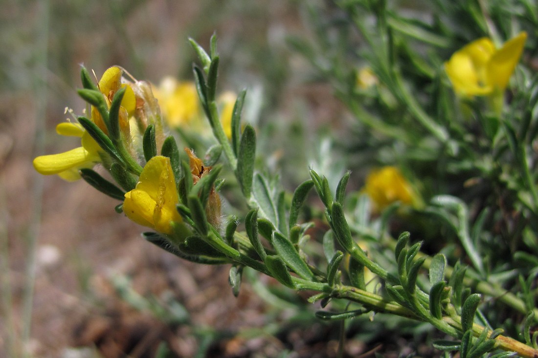 Image of Genista juzepczukii specimen.