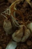 Colchicum triphyllum