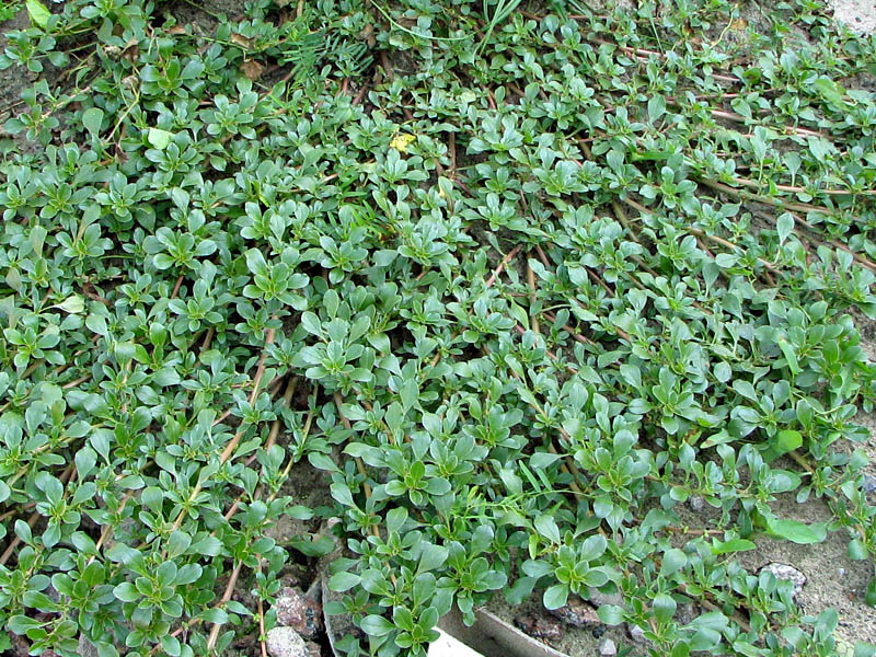 Image of Amaranthus blitoides specimen.