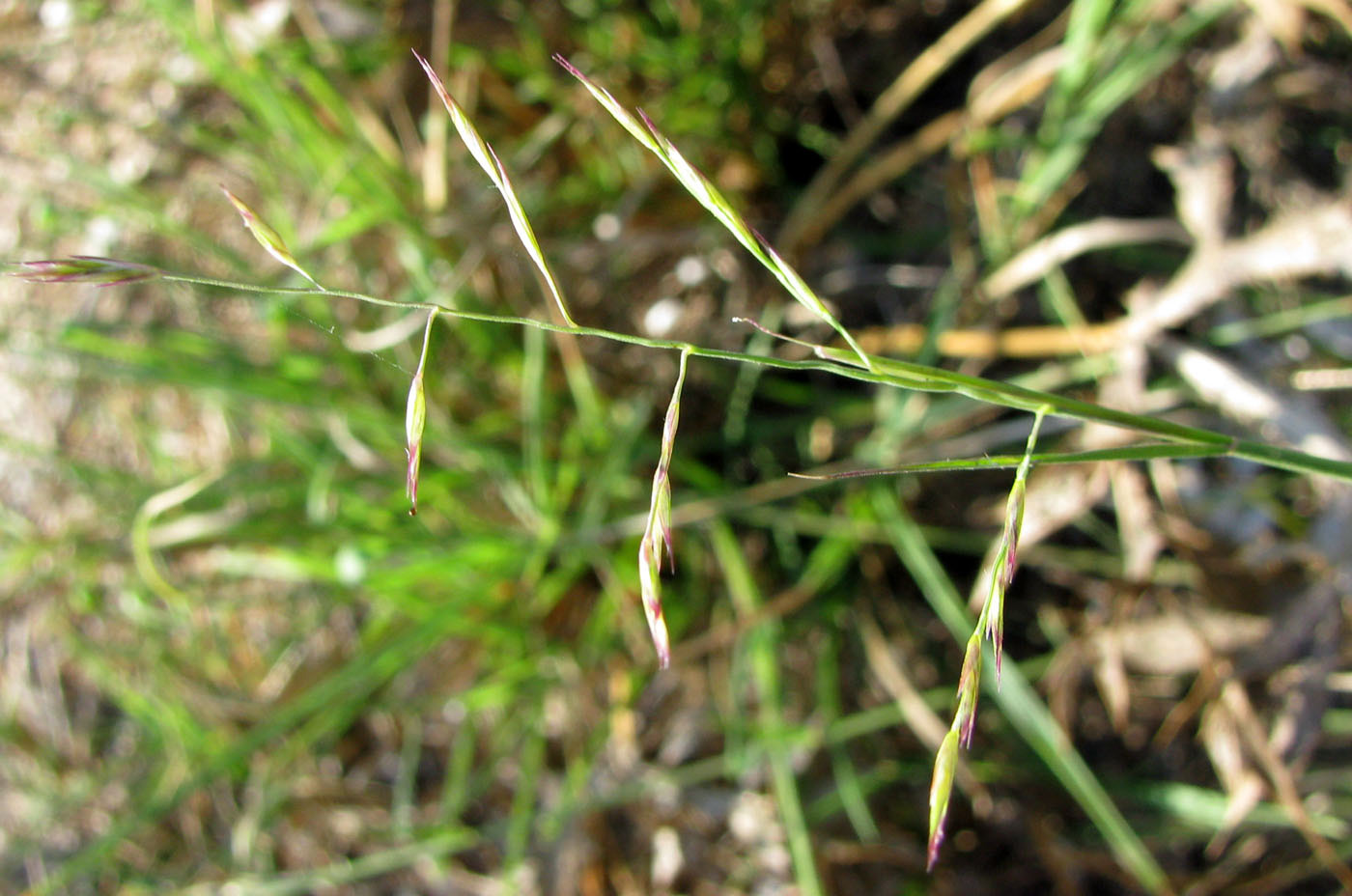 Image of Puccinellia gigantea specimen.