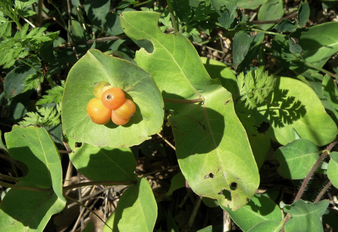 Image of Lonicera caprifolium specimen.