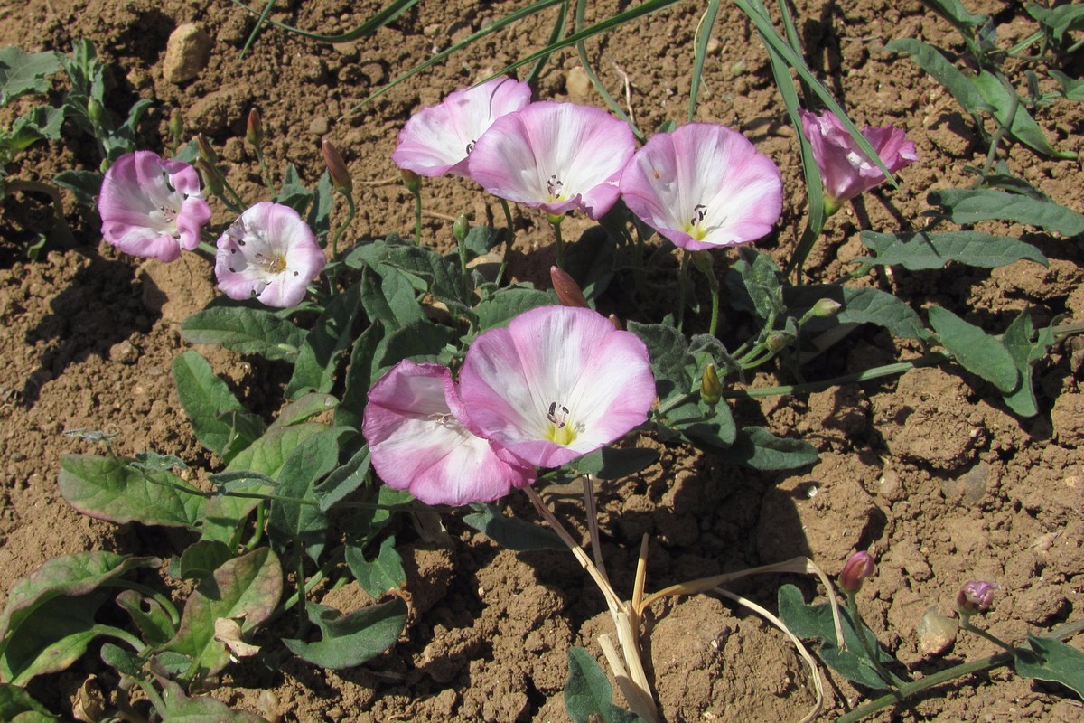 Image of Convolvulus arvensis specimen.