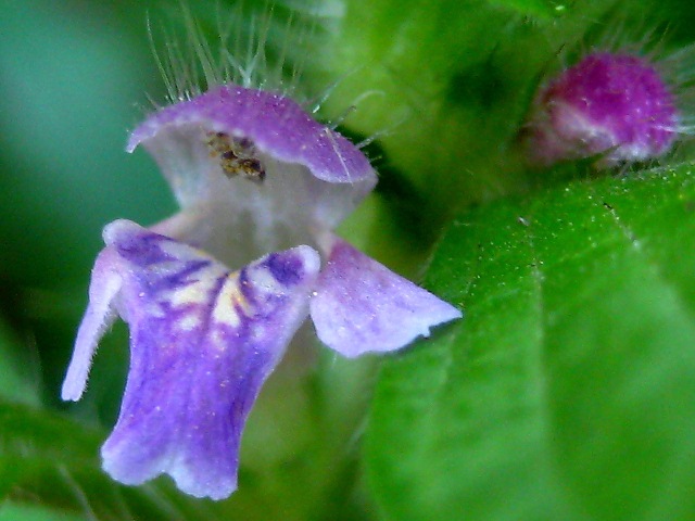 Image of Galeopsis bifida specimen.