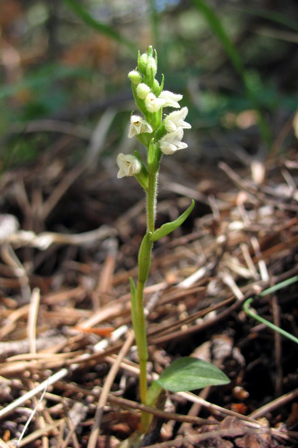 Image of Goodyera repens specimen.