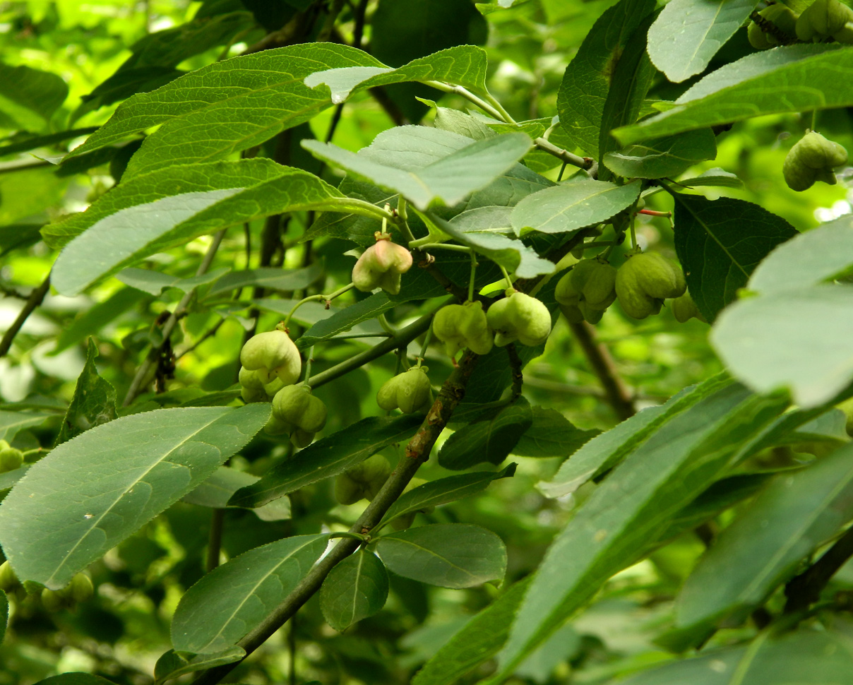 Image of Euonymus europaeus specimen.