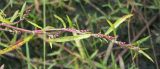 Persicaria foliosa. Верхушка растения с соцветиями. Санкт-Петербург, Лисий Нос, берег Финского залива. 16.08.2006.