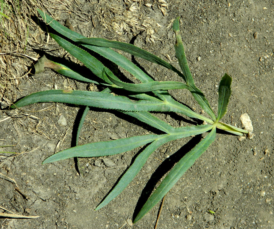 Изображение особи Falcaria vulgaris.