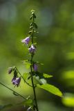 Campanula rapunculoides. Верхушка цветущего растения. Краснодарский край, окр. Горячего ключа, хр. Котх. 22.07.2012.