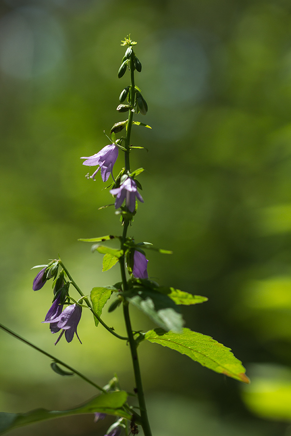 Изображение особи Campanula rapunculoides.