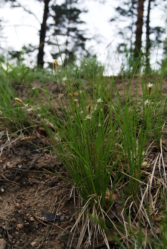 Image of Carex korshinskyi specimen.