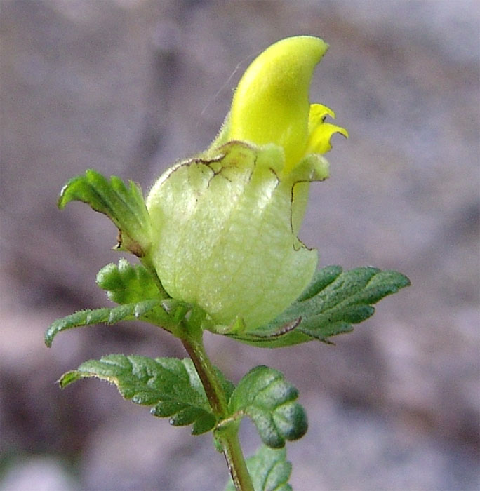 Image of Rhinanthus schischkinii specimen.