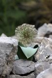 Allium karataviense