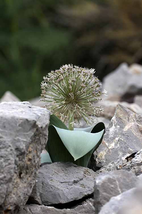 Image of Allium karataviense specimen.