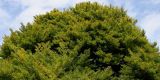 Fagus sylvatica variety laciniata. Верхняя часть кроны старого дерева. Германия, г. Krefeld, в ботаническом саду. 31.07.2012.