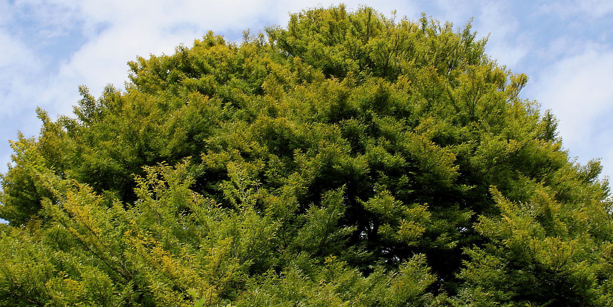 Image of Fagus sylvatica var. laciniata specimen.