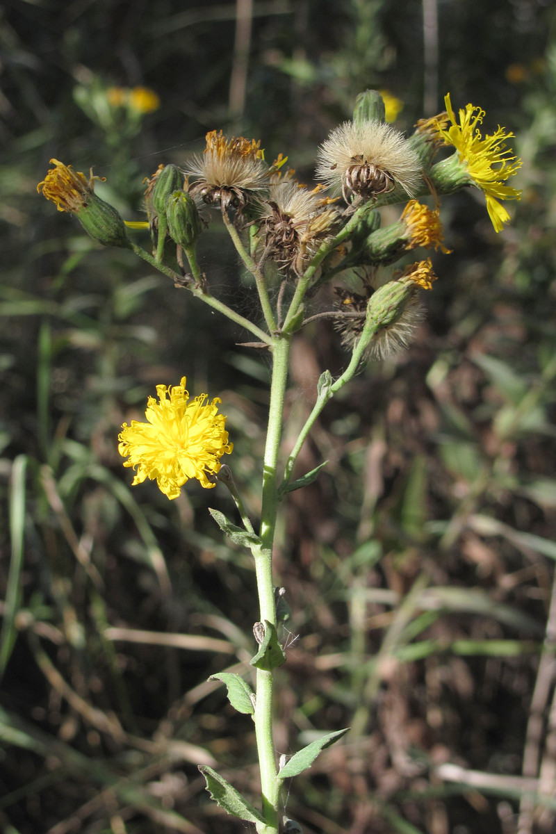 Изображение особи Hieracium auratum.