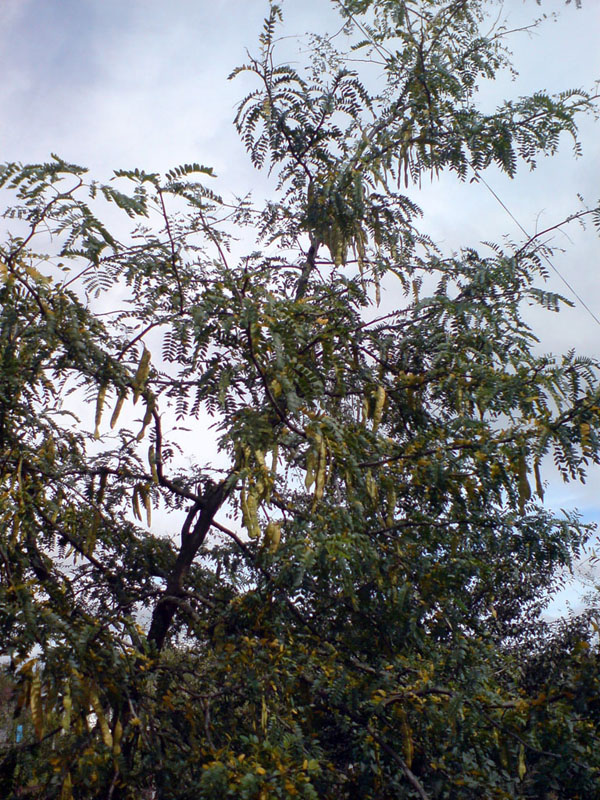 Image of Gleditsia triacanthos specimen.