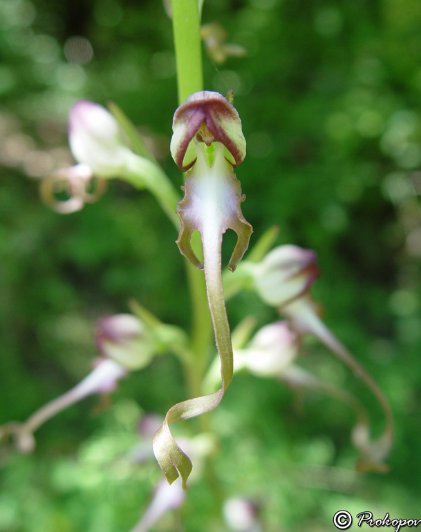 Изображение особи Himantoglossum caprinum.