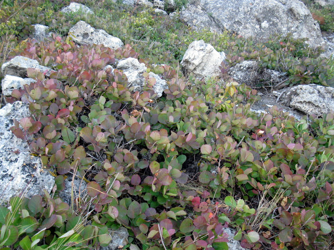 Изображение особи Cotinus coggygria.