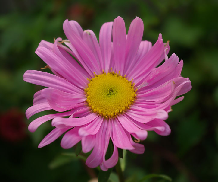 Изображение особи Callistephus chinensis.