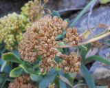 Crithmum maritimum. Зрелое соплодие. Южный берег Крыма, окр. пгт Партенит, мыс Плака, каменистый берег моря. 15 октября 2012 г.