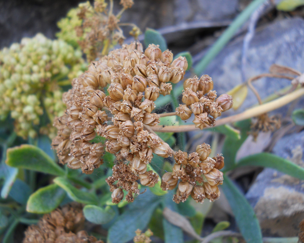 Image of Crithmum maritimum specimen.