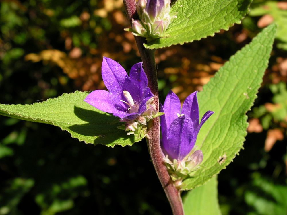 Изображение особи Campanula cephalotes.