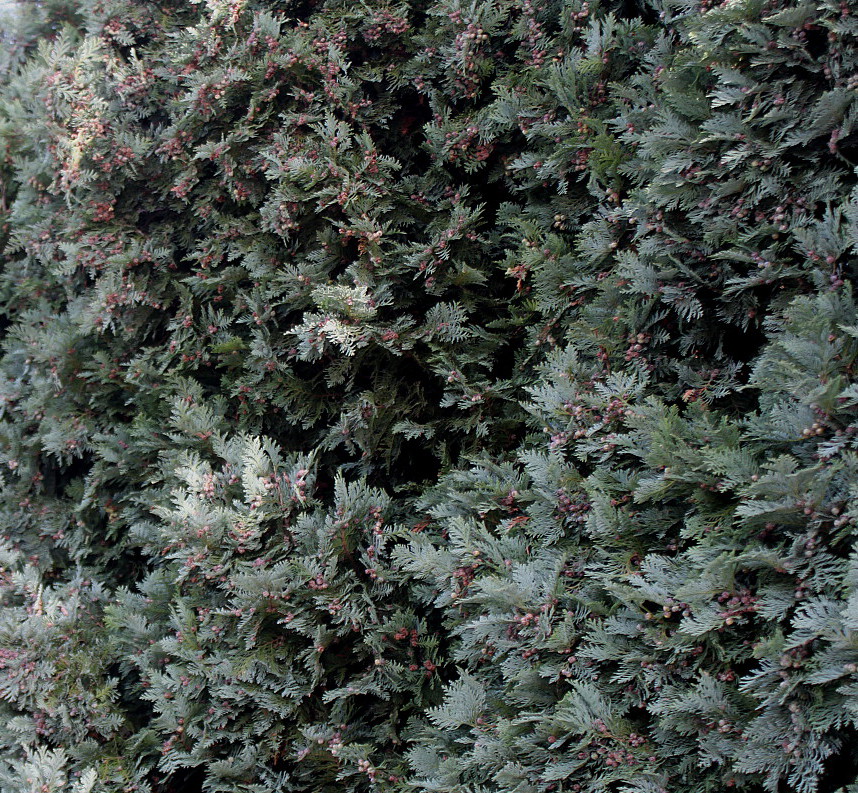 Image of Chamaecyparis lawsoniana specimen.